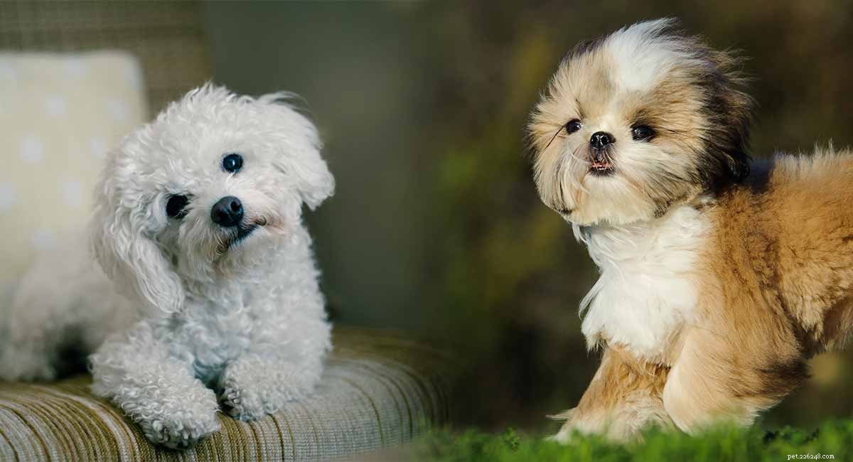 Maltese‑Shih Tzu Mix: The Ideal Small‑Dog Companion
