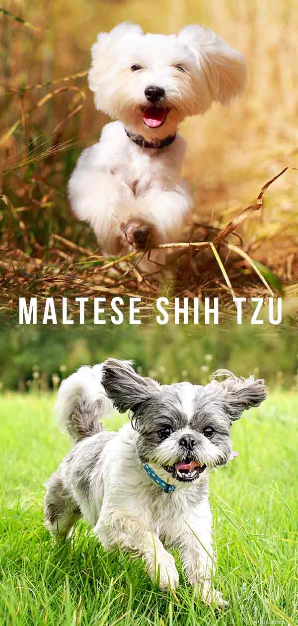 Maltese‑Shih Tzu Mix: The Ideal Small‑Dog Companion