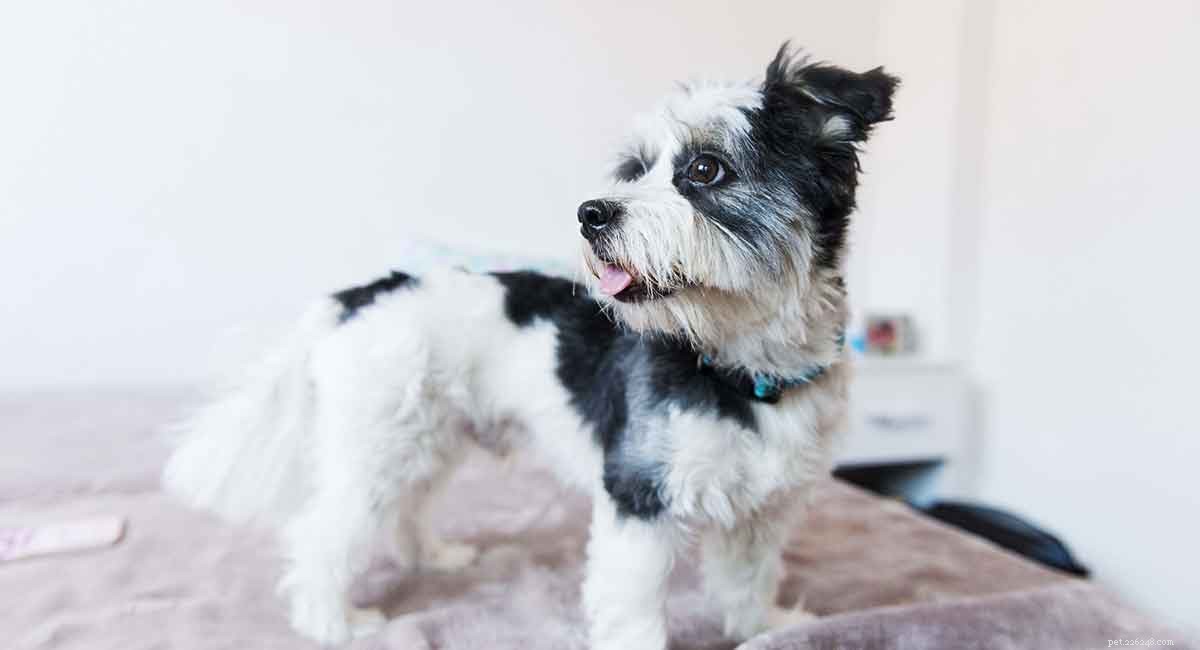 Mauzer (Maltese × Miniature Schnauzer) – Traits, Care, and Training Guide