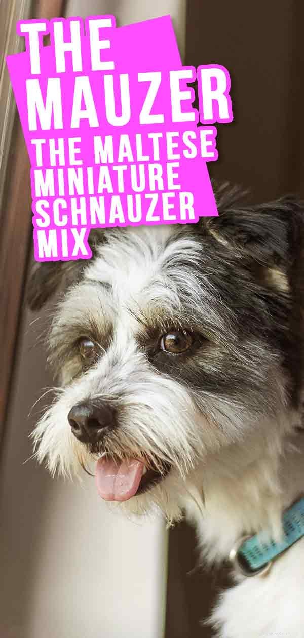 Mauzer (Maltese × Miniature Schnauzer) – Traits, Care, and Training Guide