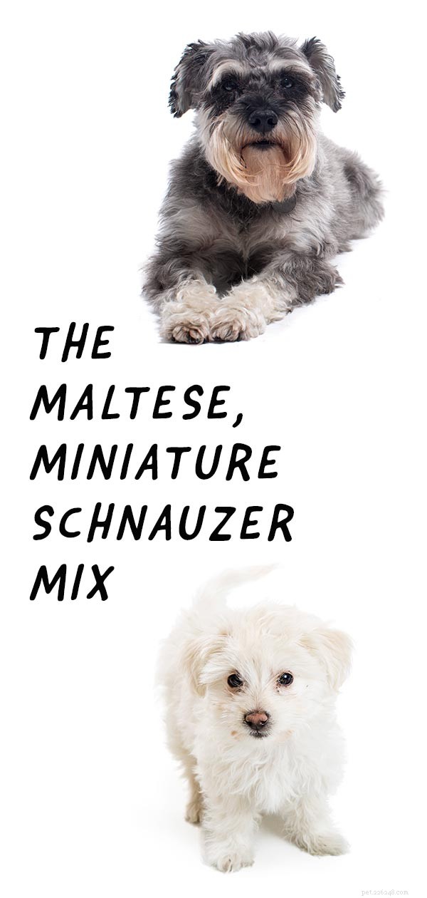 Mauzer (Maltese × Miniature Schnauzer) – Traits, Care, and Training Guide