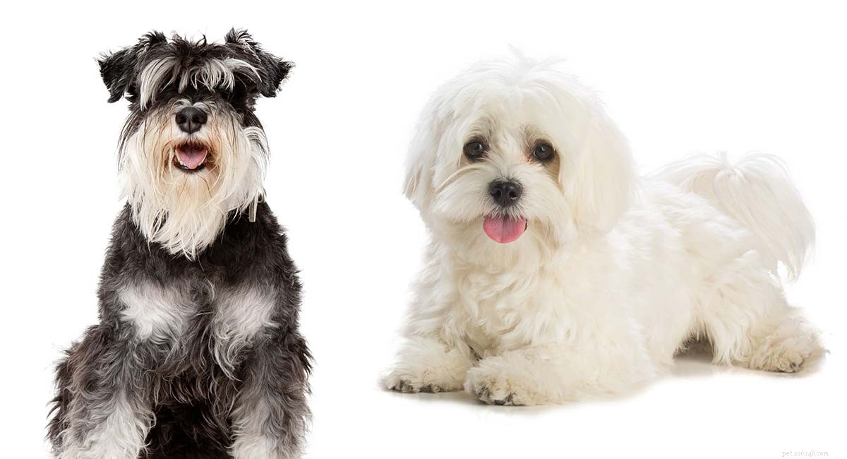Mauzer (Maltese × Miniature Schnauzer) – Traits, Care, and Training Guide