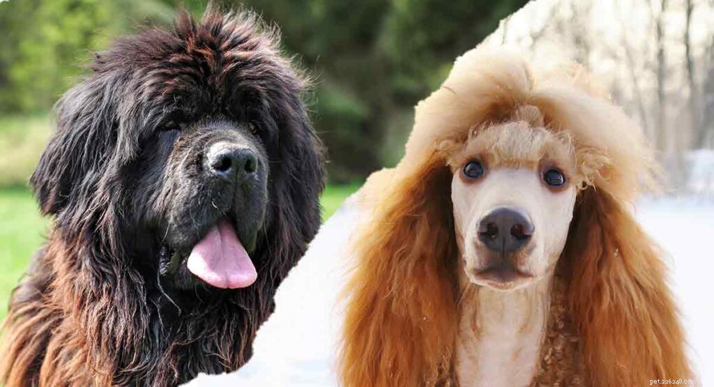 Newfypoo: The Newfoundland‑Poodle Mix – Your Complete Breed Guide
