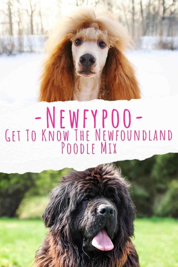 Newfypoo: The Newfoundland‑Poodle Mix – Your Complete Breed Guide