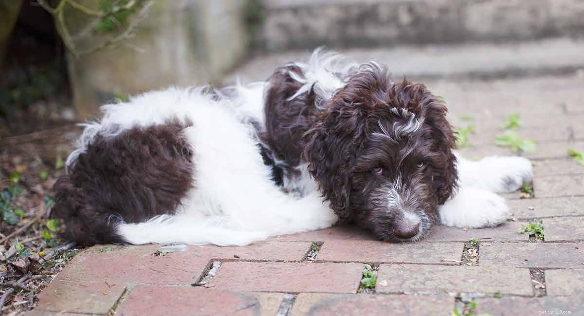 Newfypoo: The Newfoundland‑Poodle Mix – Your Complete Breed Guide
