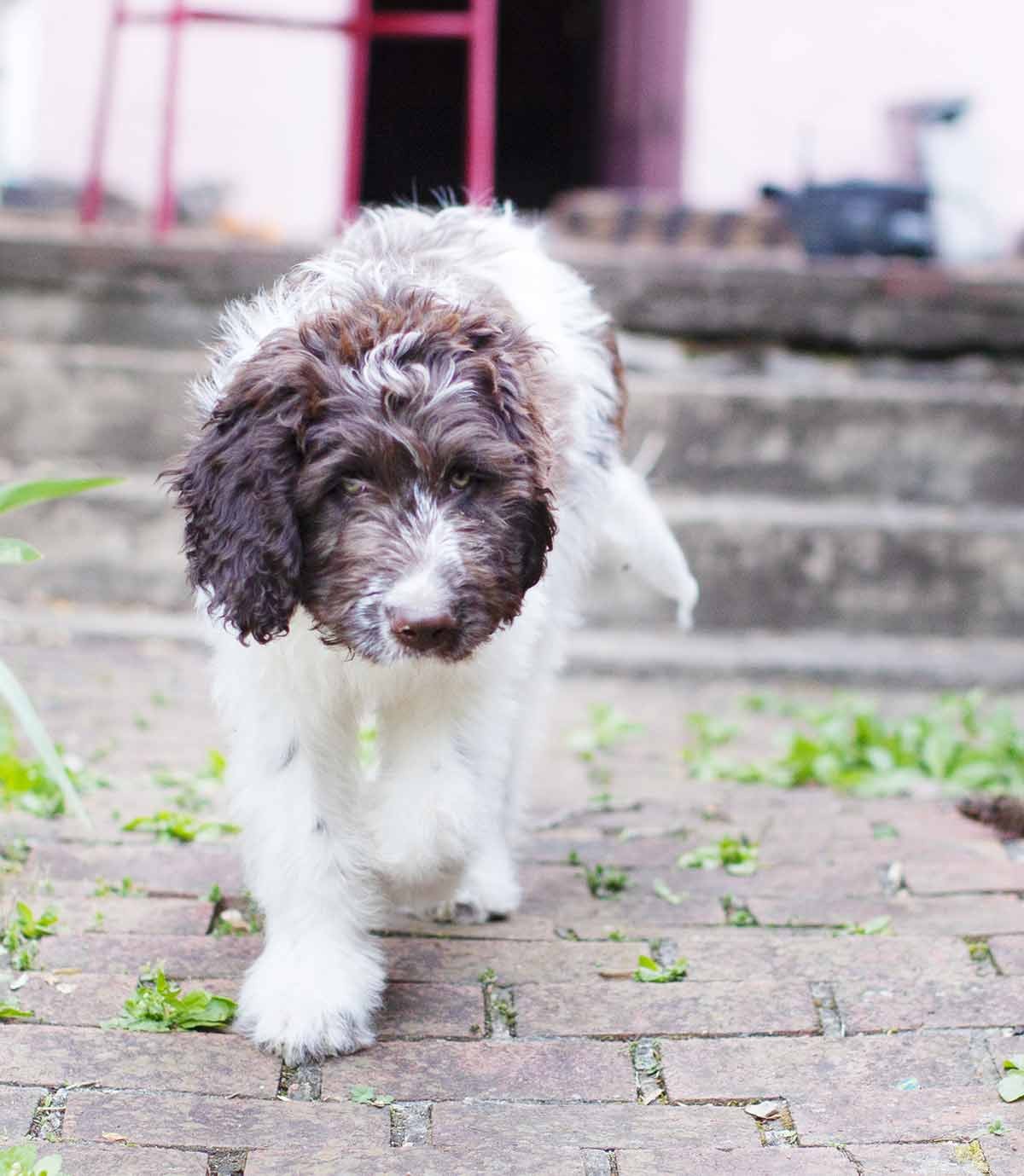 Newfypoo: The Newfoundland‑Poodle Mix – Your Complete Breed Guide