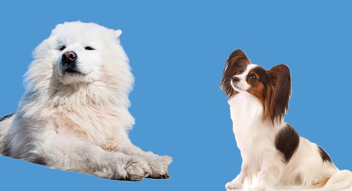 Meet the Papimo: A Friendly Papillon‑American Eskimo Mix