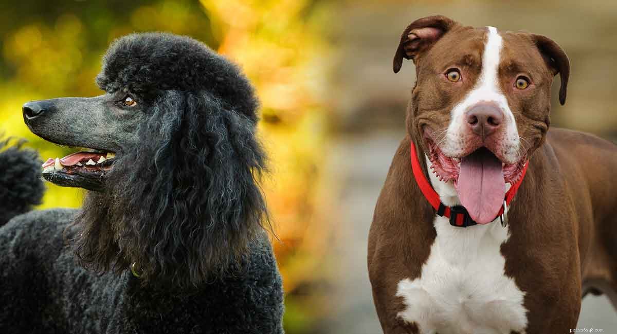 Pit Boodle (Pitbull‑Poodle Mix) – A Complete Guide to Pros, Cons, and Care