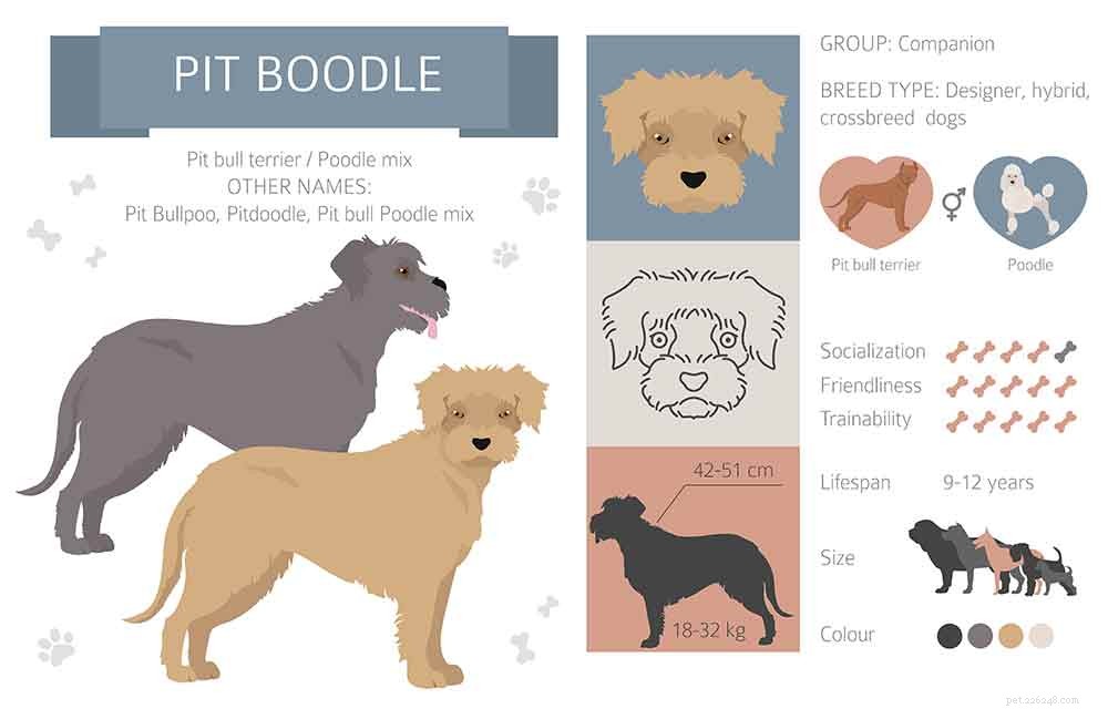 Pit Boodle (Pitbull‑Poodle Mix) – A Complete Guide to Pros, Cons, and Care