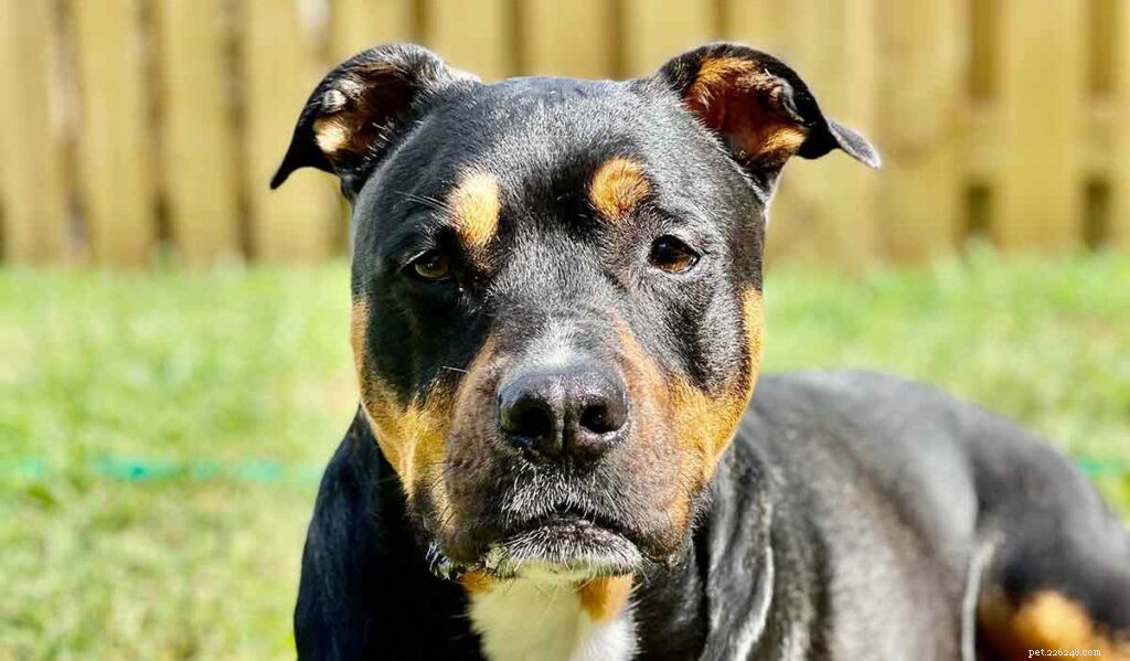 Rottweiler‑Pitbull Mix (Pitweiler): Traits, Temperament & Care Guide