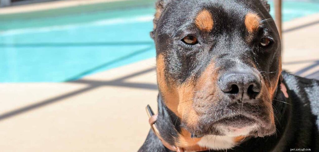 Rottweiler‑Pitbull Mix (Pitweiler): Traits, Temperament & Care Guide