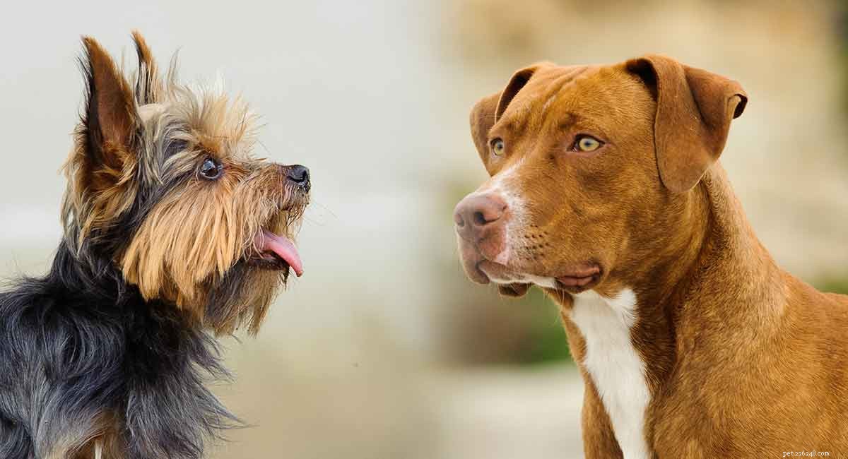Is a Pitbull-Yorkie Mix Right for You? Discover Its Traits & Care