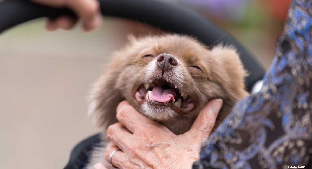 Pomchi: Comprehensive Guide to the Pomeranian-Chihuahua Mix