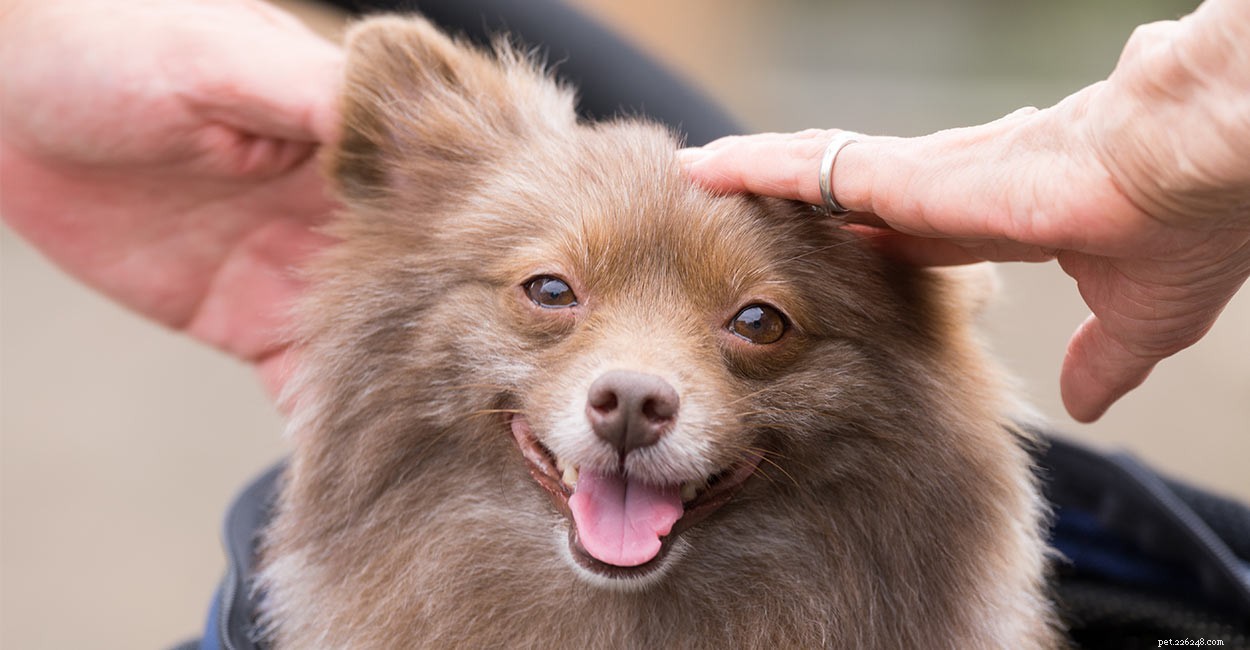 Pomchi: Comprehensive Guide to the Pomeranian-Chihuahua Mix