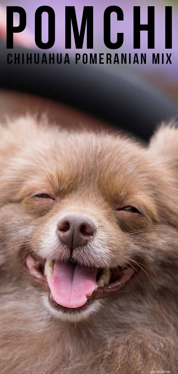Pomchi: Comprehensive Guide to the Pomeranian-Chihuahua Mix