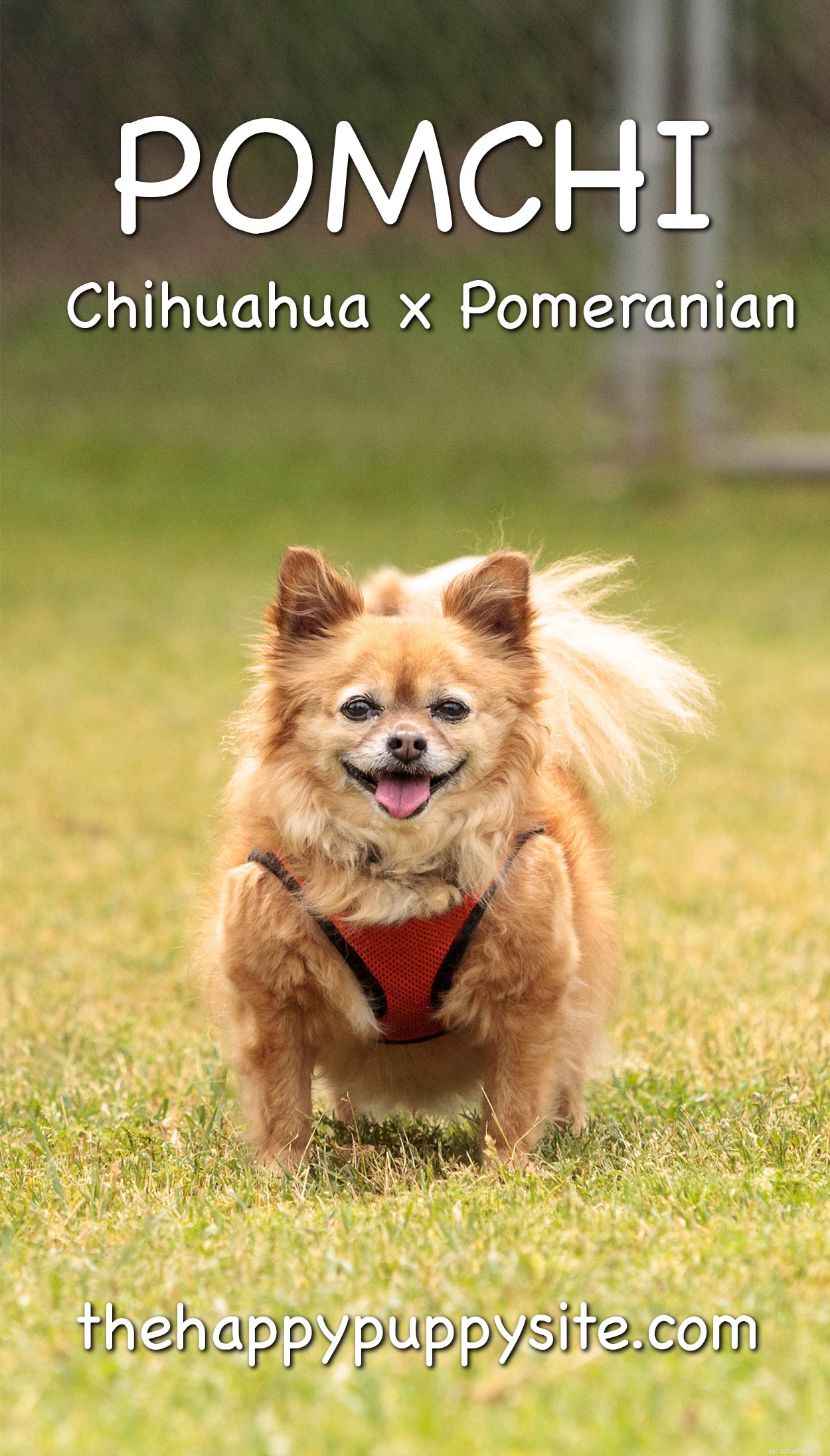 Pomchi: Comprehensive Guide to the Pomeranian-Chihuahua Mix