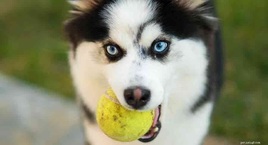 Pomsky Dog Breed: Complete Guide to the Husky-Pomeranian Mix