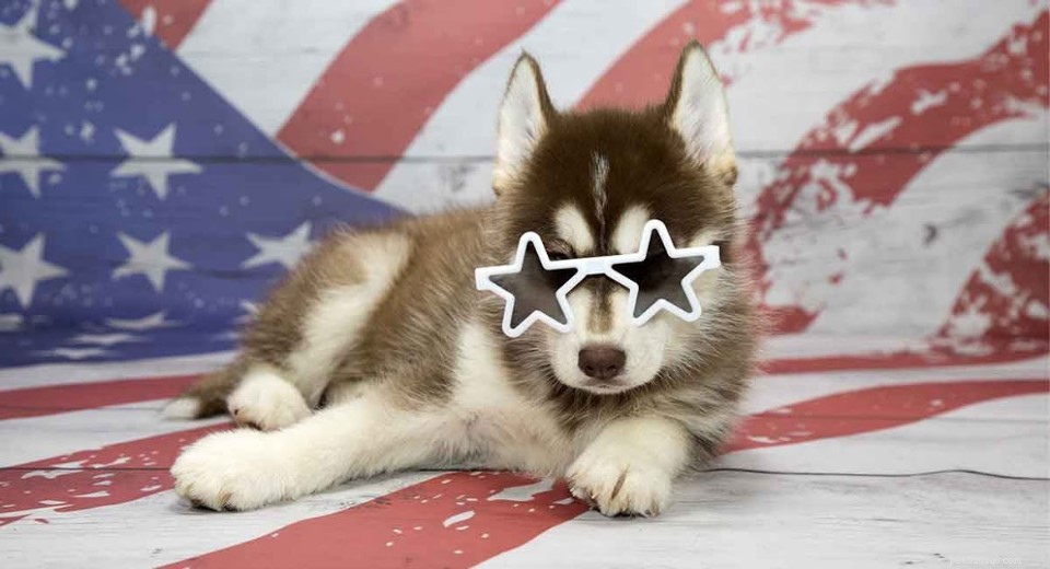 Pomsky Dog Breed: Complete Guide to the Husky-Pomeranian Mix
