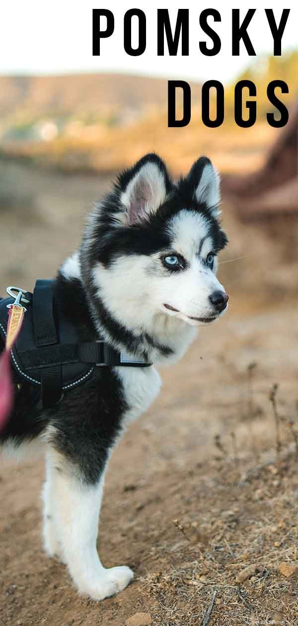 Pomsky Dog Breed: Complete Guide to the Husky-Pomeranian Mix