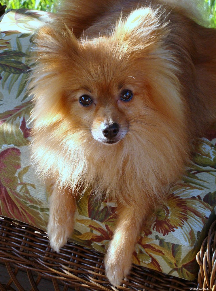 Pomsky Dog Breed: Complete Guide to the Husky-Pomeranian Mix