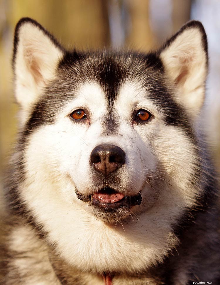 Pomsky Dog Breed: Complete Guide to the Husky-Pomeranian Mix