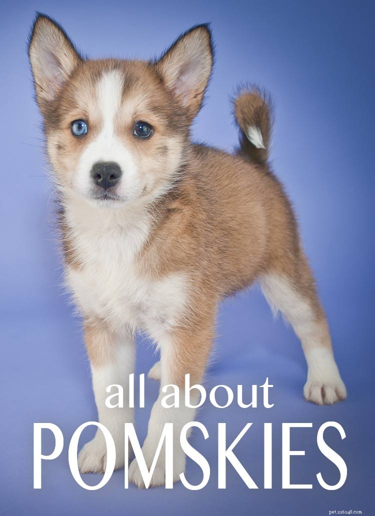 Pomsky Dog Breed: Complete Guide to the Husky-Pomeranian Mix