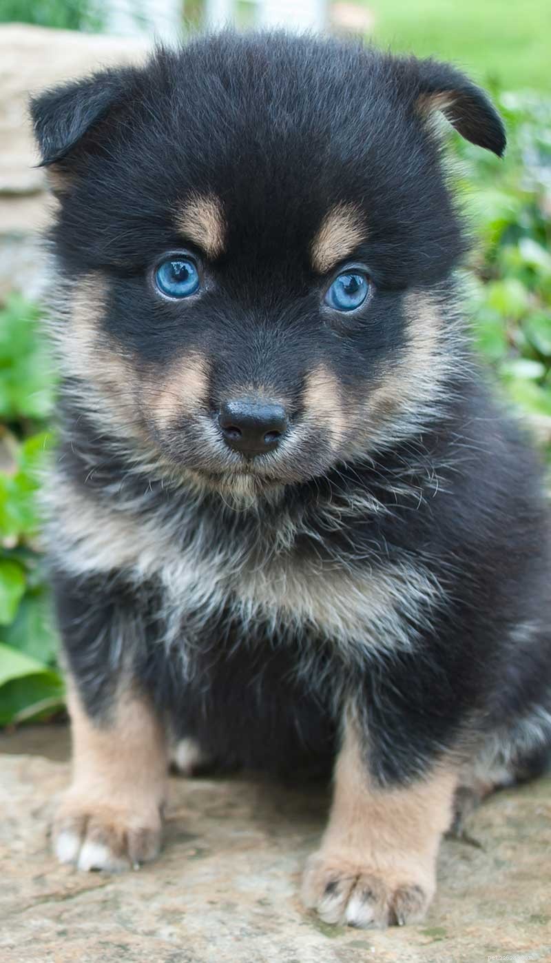 Pomsky Dog Breed: Complete Guide to the Husky-Pomeranian Mix