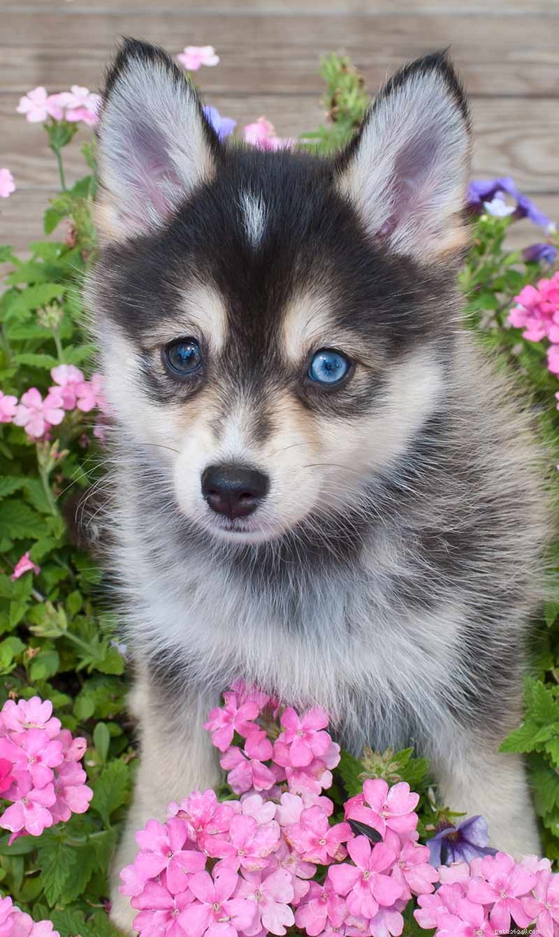 Pomsky Dog Breed: Complete Guide to the Husky-Pomeranian Mix