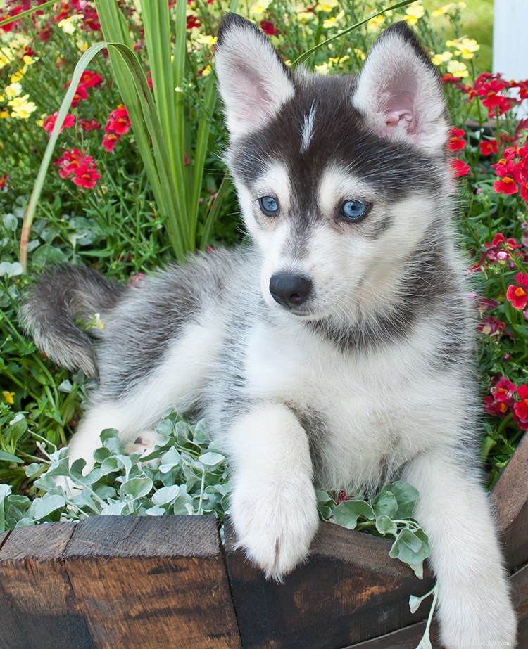 Pomsky Dog Breed: Complete Guide to the Husky-Pomeranian Mix