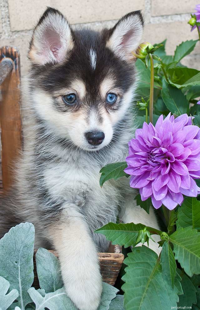 Pomsky Dog Breed: Complete Guide to the Husky-Pomeranian Mix