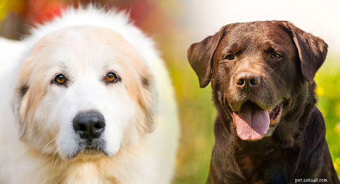 The Pyrador: A Comprehensive Guide to the Great Pyrenees‑Labrador Mix