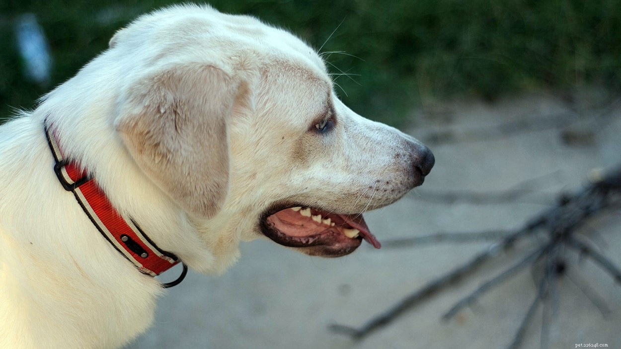The Pyrador: A Comprehensive Guide to the Great Pyrenees‑Labrador Mix