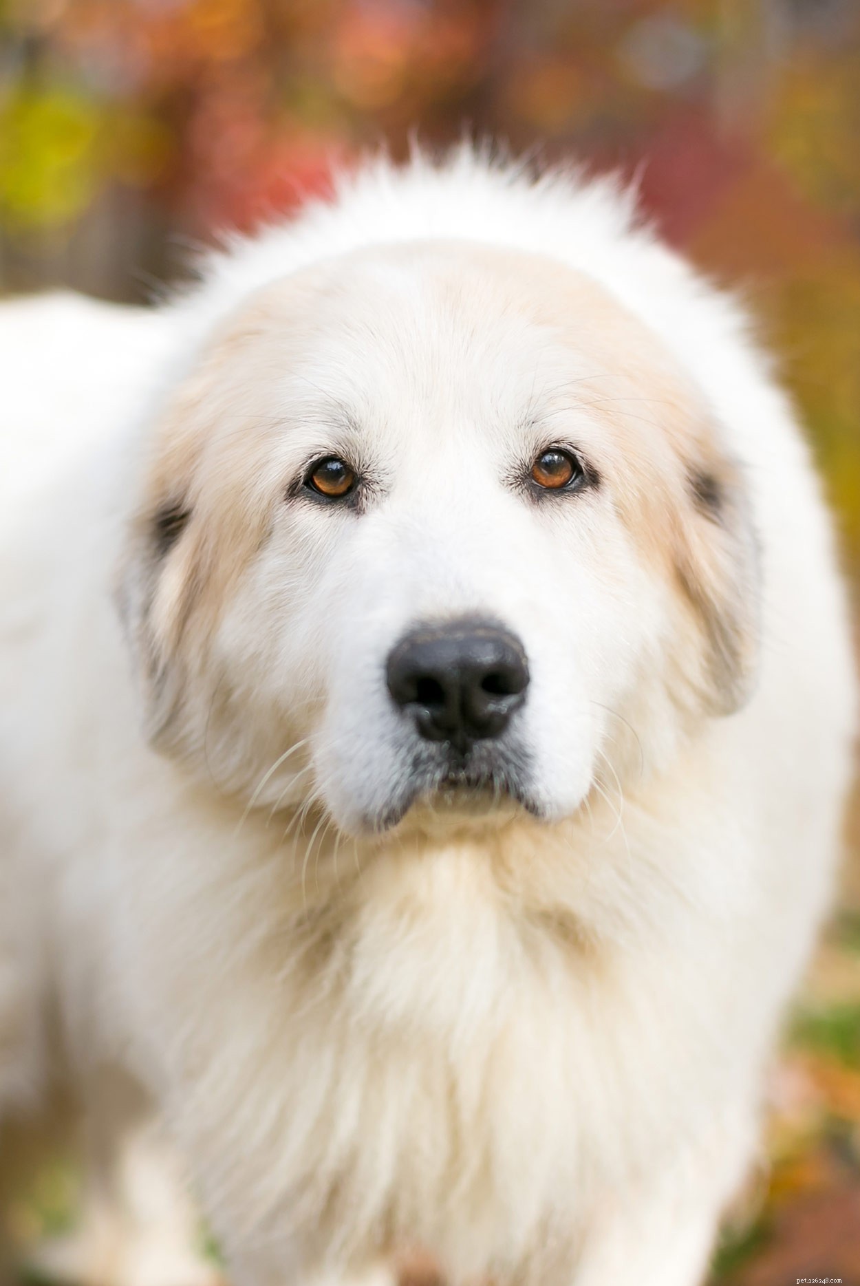 The Pyrador: A Comprehensive Guide to the Great Pyrenees‑Labrador Mix
