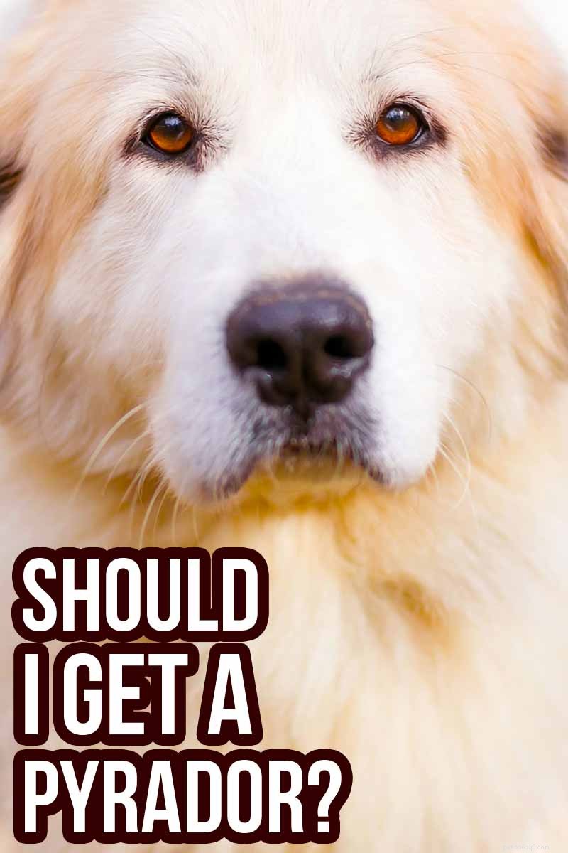 The Pyrador: A Comprehensive Guide to the Great Pyrenees‑Labrador Mix