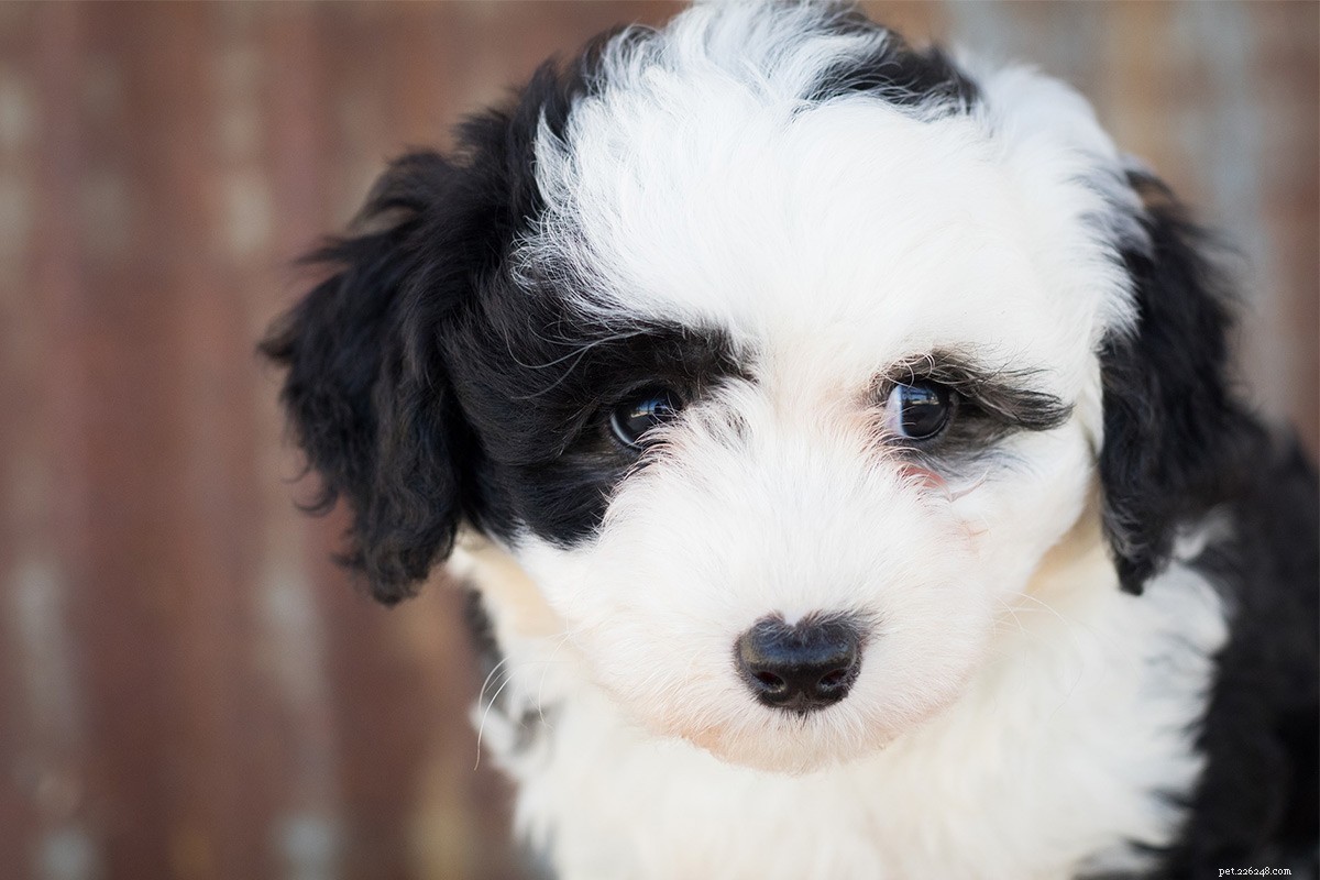 Sheepadoodle: What to Know About the Old English Sheepdog × Poodle Mix