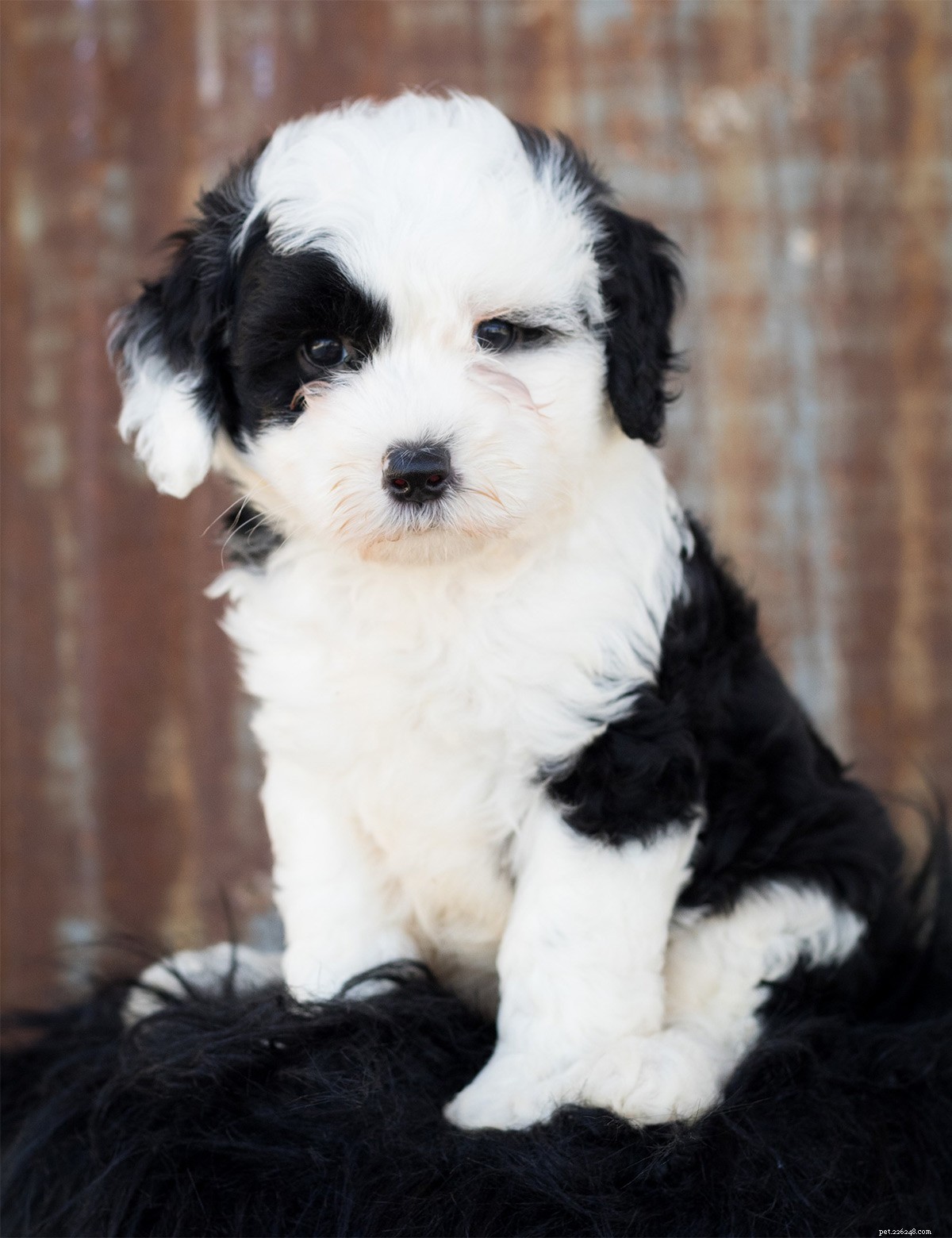 Sheepadoodle: What to Know About the Old English Sheepdog × Poodle Mix