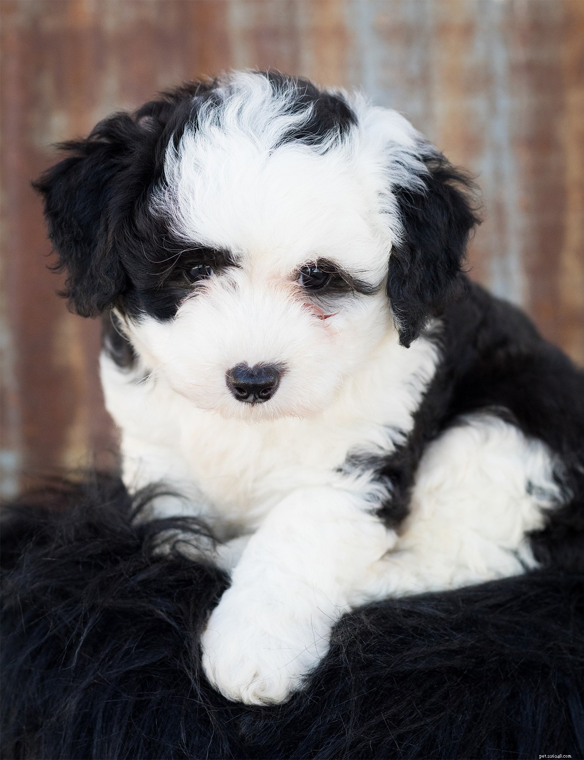 Sheepadoodle: What to Know About the Old English Sheepdog × Poodle Mix