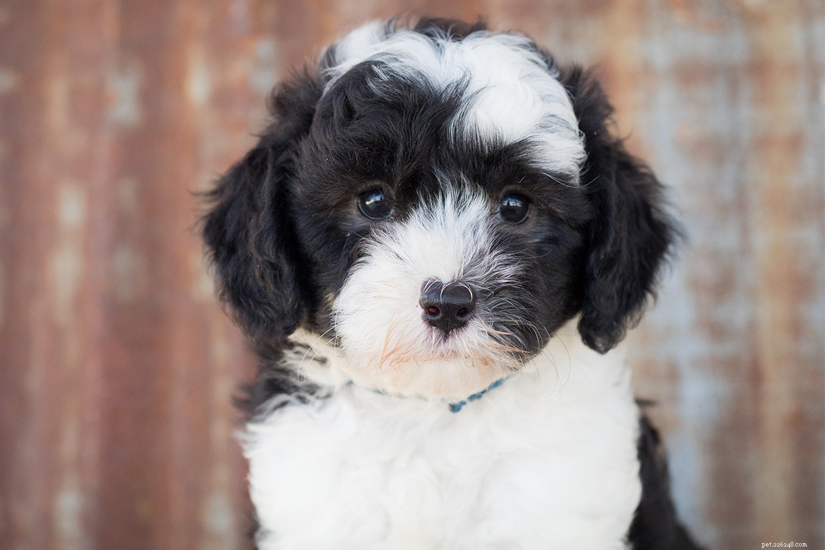 Sheepadoodle: What to Know About the Old English Sheepdog × Poodle Mix
