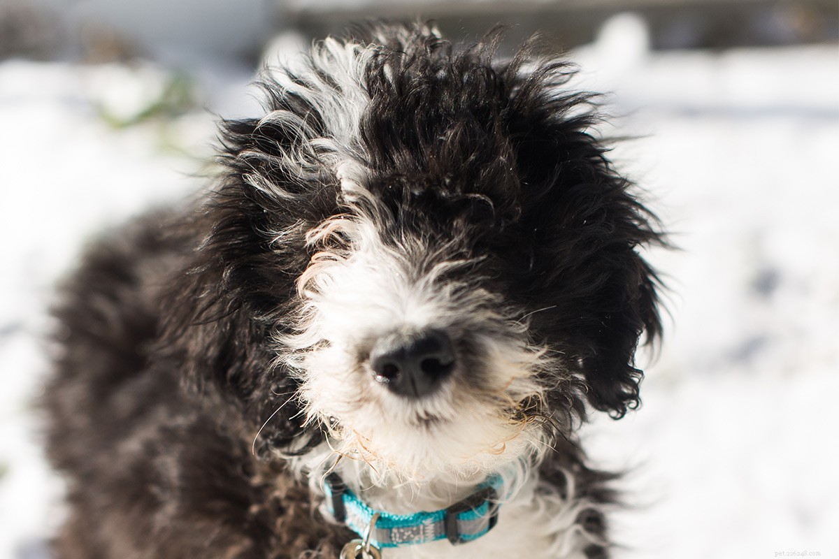 Sheepadoodle: What to Know About the Old English Sheepdog × Poodle Mix
