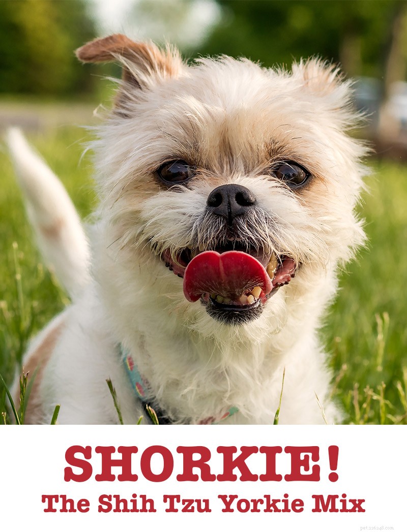 Shorkie: The Ultimate Lapdog – A Shih Tzu & Yorkshire Terrier Mix