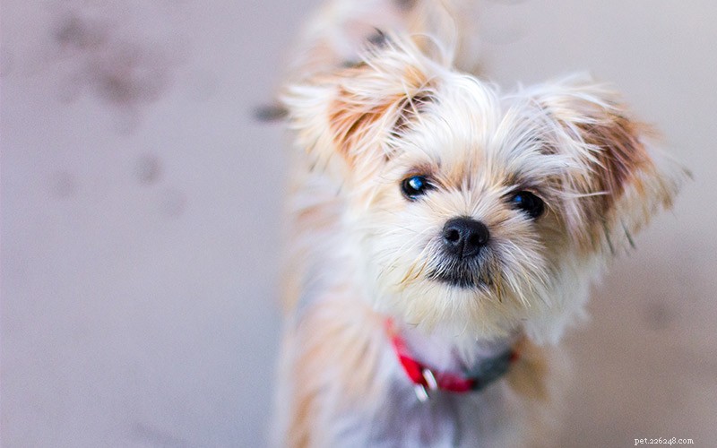 Shorkie: The Ultimate Lapdog – A Shih Tzu & Yorkshire Terrier Mix
