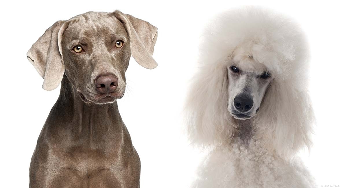 Weimardoodle Explained: Benefits, Traits, and Care for the Weimaraner-Poodle Mix