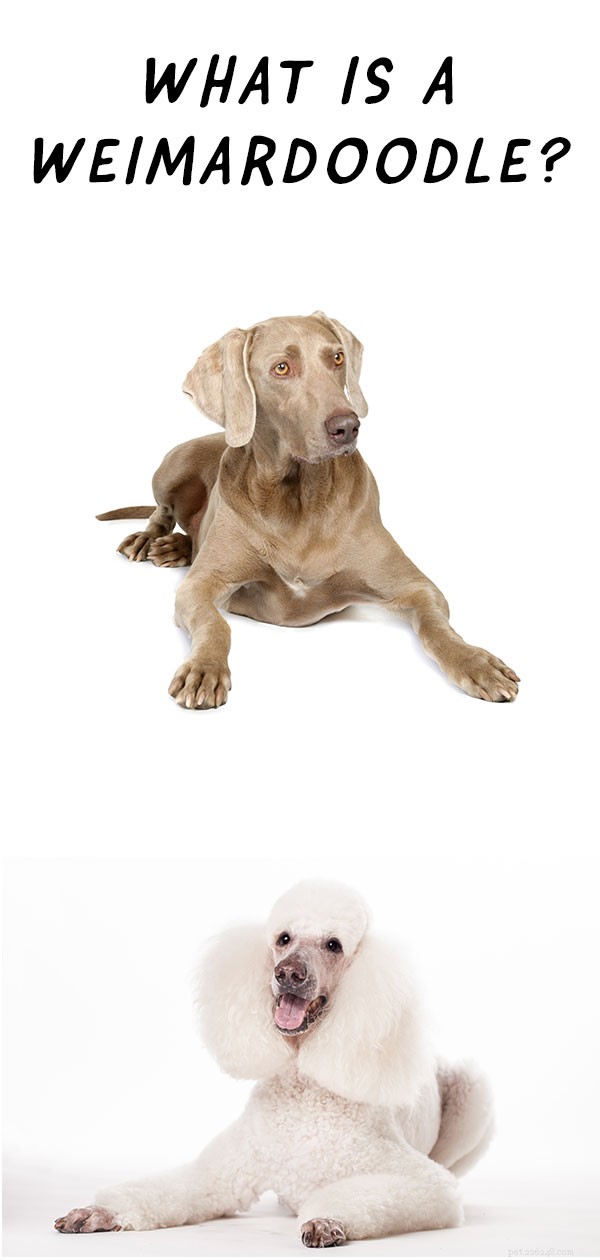 Weimardoodle Explained: Benefits, Traits, and Care for the Weimaraner-Poodle Mix