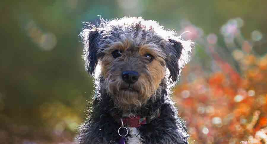 Yorkipoo Dogs: The Ultimate Guide to the Poodle‑Yorkshire Terrier Hybrid