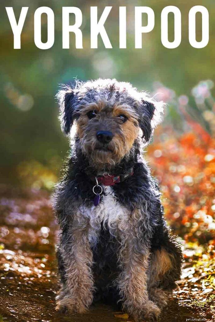 Yorkipoo Dogs: The Ultimate Guide to the Poodle‑Yorkshire Terrier Hybrid