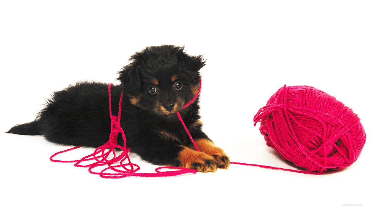 Yorkipoo Dogs: The Ultimate Guide to the Poodle‑Yorkshire Terrier Hybrid