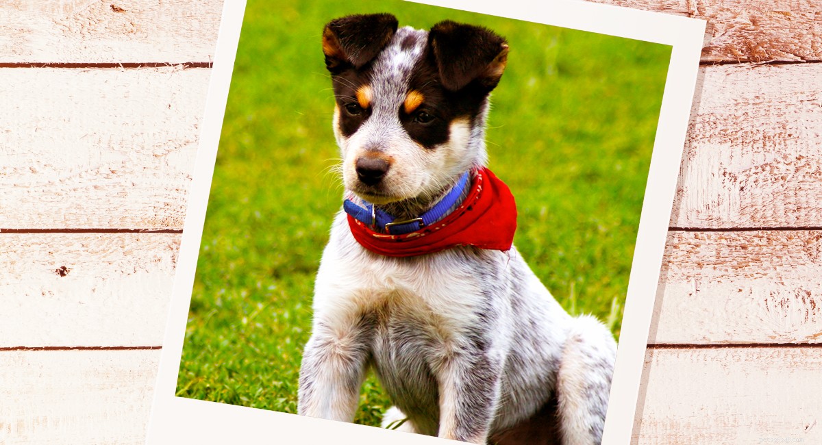 Blue Heelers Unleashed: Stunning Photos of Australian Cattle Dogs