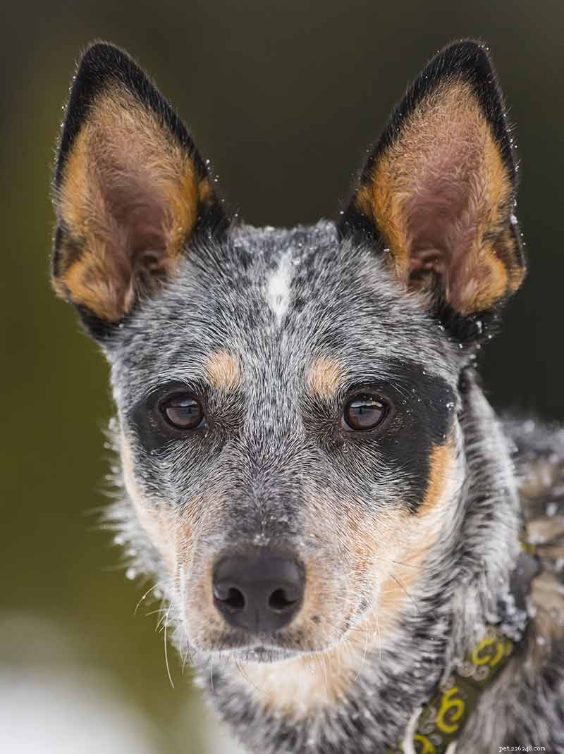 Blue Heelers Unleashed: Stunning Photos of Australian Cattle Dogs