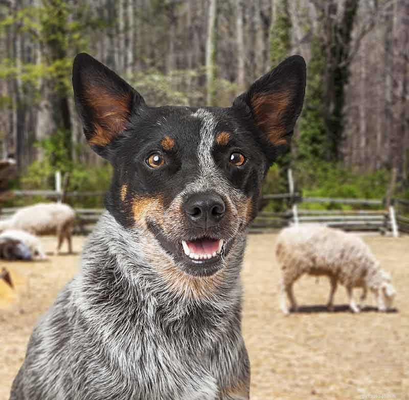 Blue Heelers Unleashed: Stunning Photos of Australian Cattle Dogs