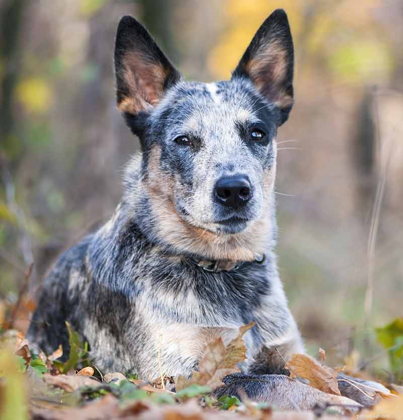 Blue Heelers Unleashed: Stunning Photos of Australian Cattle Dogs